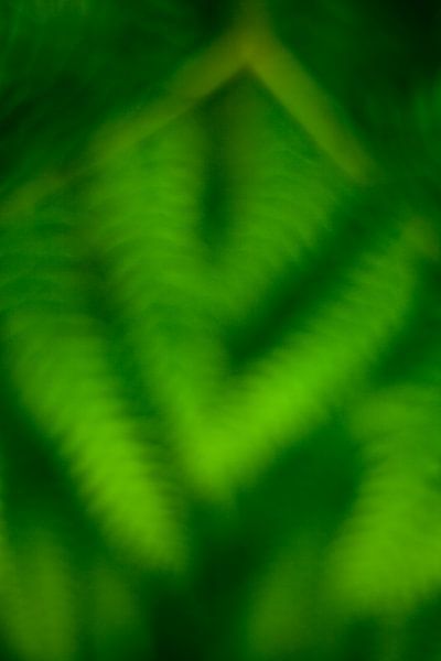 Ferns von Halma Fotografie