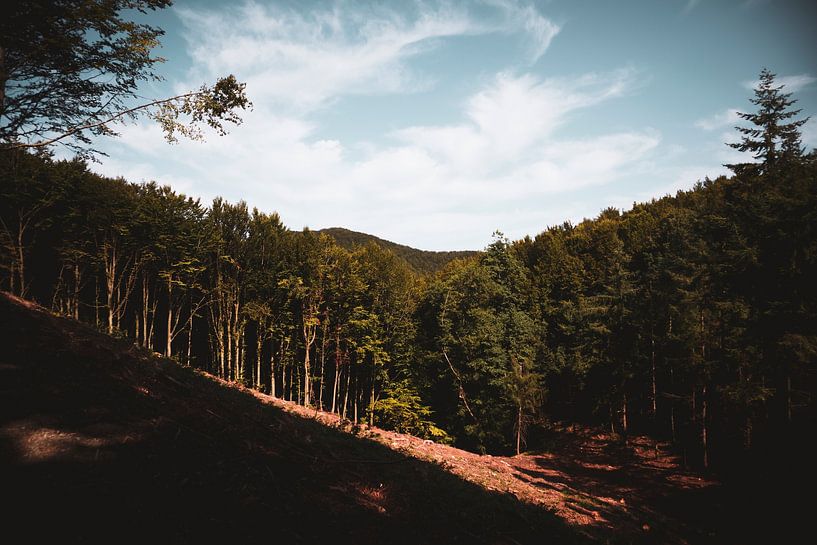 Teal and orange forest by Roel Timmermans