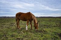 Grazing horse on the heath