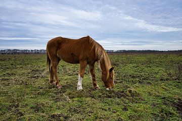 Weidendes Pferd in der Heidelandschaft von Bart Nikkels