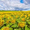 Een veld met zonnebloemen tussen Stäbelow en Clausdorf bij Rostock van Rico Ködder