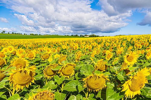 Sonnenblumenfeld zwischen Stäbelow und Clausdorf bei Rostock