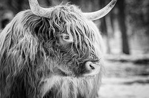 Schottische Highlander-Rind im Winter im Schnee