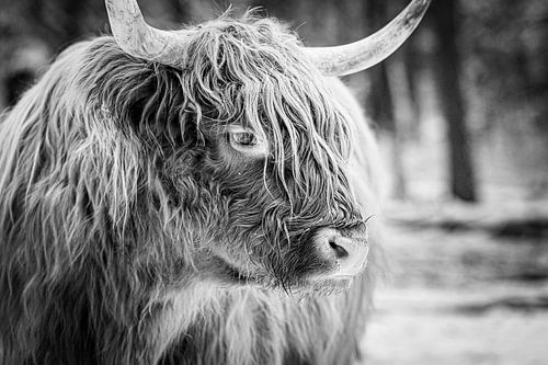 Schotse Hooglander in de sneeuw tijdens de winter in zwart wit