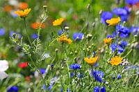 Blumenwiese