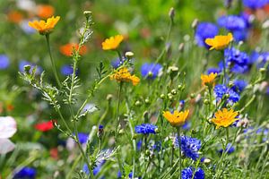 Blumenwiese