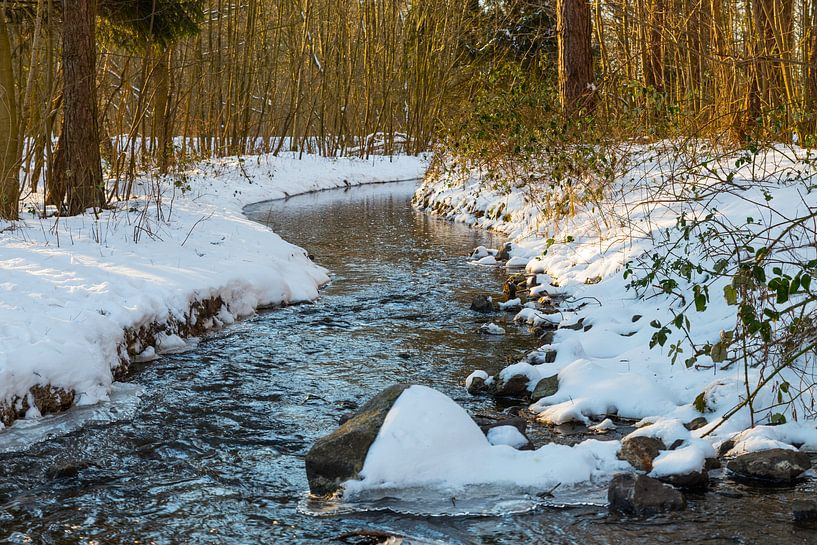 das Waterloopbos mit einem Fluss im Winter von ChrisWillemsen