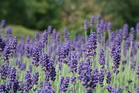 Lavendel