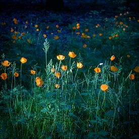 Klatschmohn (Meconopsus cambrica) von Hans Monasso