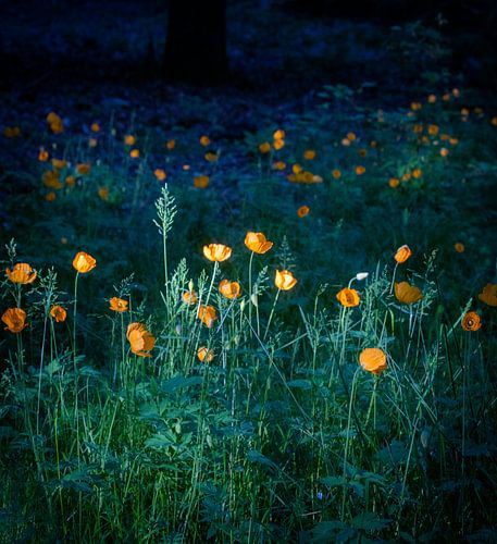 Klatschmohn (Meconopsus cambrica) von Hans Monasso