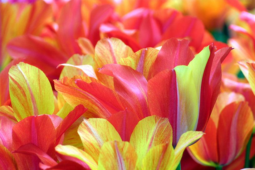 Bloemen 9 by FABIAN Art Gallery