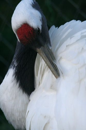 Poetsen Poetsen Poetsen