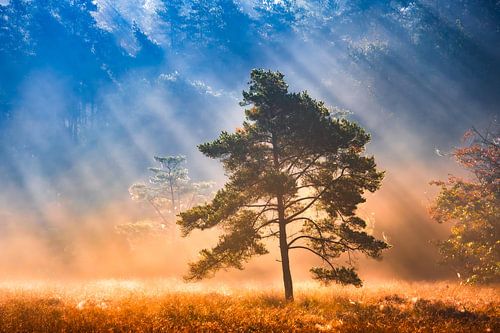 Verander in goud van Nevelhart Photography