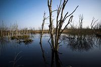 Le Bargerveen près de Zwartemeer