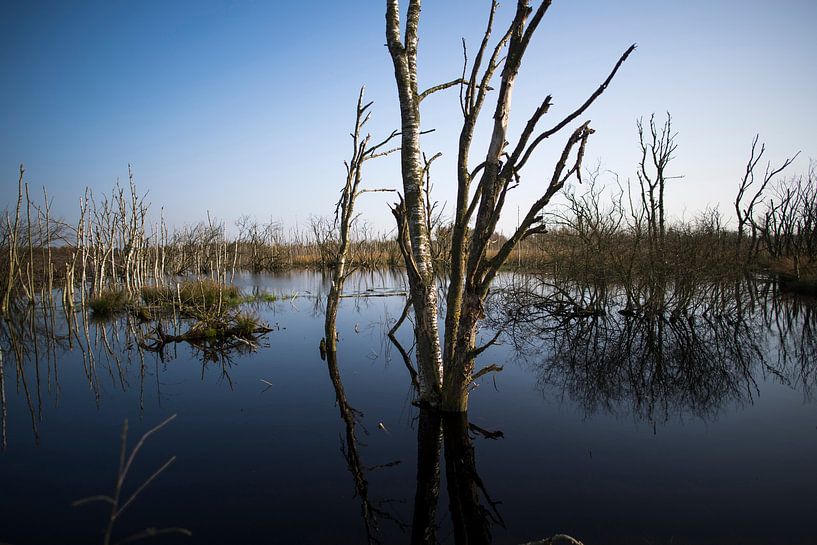 The Bargerveen near Zwartemeer by Marcel Jurian de Jong