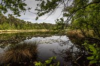 Brandven met bomen Oisterwijk