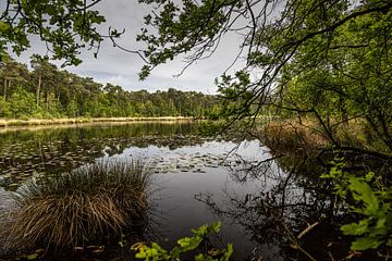 Brandven avec des arbres Oisterwijk sur Carin IJpelaar