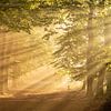 Zonnestralen in het bos van René Vos
