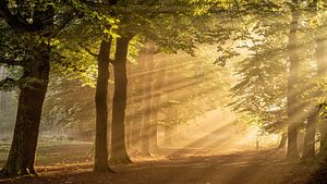 Rayons de soleil dans la forêt