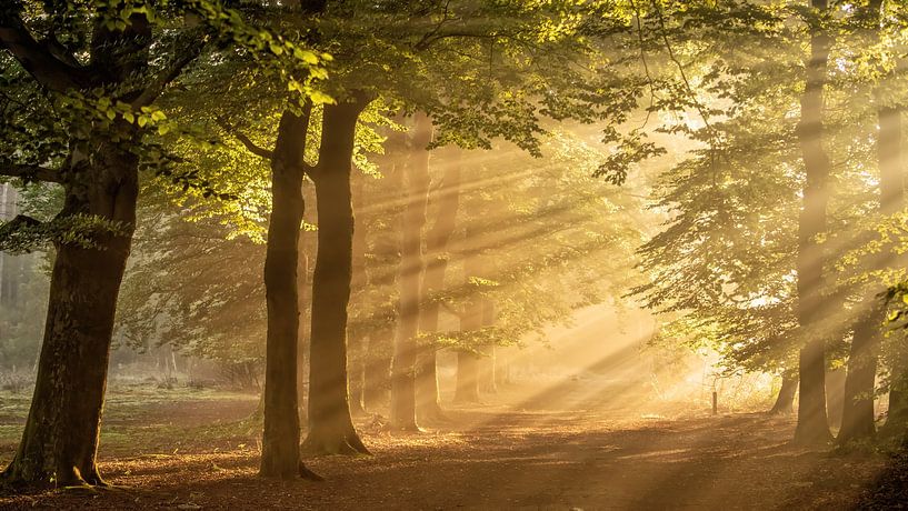 Sunbeams in the forest by René Vos
