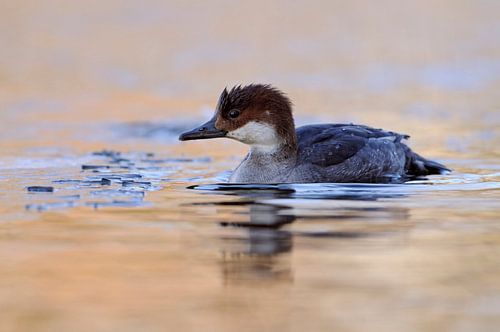 Zwergsäger * Mergellus albellus * bei Eiseskälte