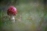 Toadstool