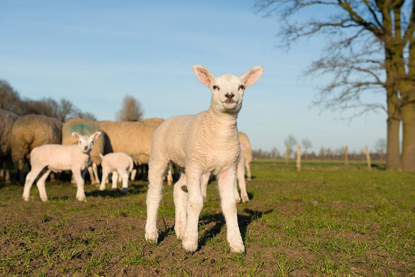 Lammetje in de wei van Elles Rijsdijk