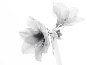 amaryllis
