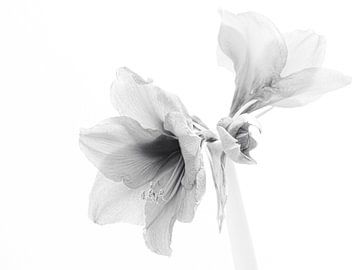 amaryllis