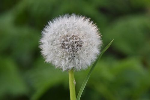 Dandelion with stem