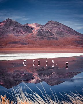 Flamingos op de Boliviaanse hoogvlaktes | Bolivia van Felix Van Leusden