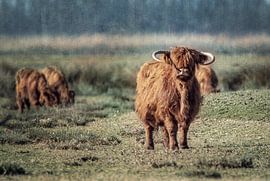 schotse hooglanders in de wei van natascha verbij