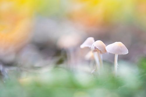 kleurrijke paddenstoel in herfstsferen