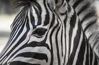 Door het oog van een zebra