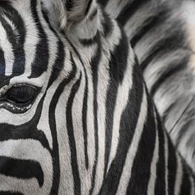 Door het oog van een zebra sur Gerard Boerkamp