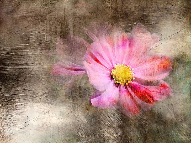 Cosmea Dream by Claudia Gründler