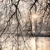 ochtendzon door de mist van Ingrid Van Damme fotografie