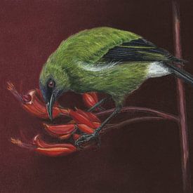 Bellbird, Anthornis melanura, Maori Bellbird Honeyeater by Helga Pohlen - ThingArt