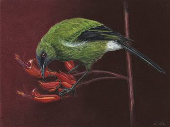 Bellbird, Anthornis melanura, Maori-Glockenhonigfresser