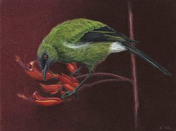 Klokvogel, Anthornis melanura, Maori Klokvogel Honingeter van Helga Pohlen - ThingArt