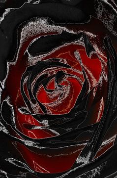 Rose in Red & Black van De Rover