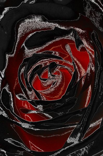 Rose in Rot & Schwarz von De Rover