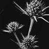 Schwarzweiß Bild Blumen von domiphotography
