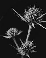 Zwart-wit foto bloemen