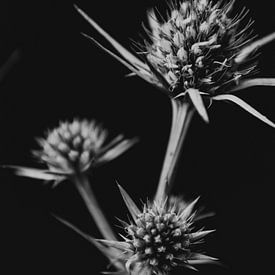 Schwarzweiß Bild Blumen von domiphotography