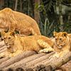 Leeuwenwelpen op boomstammen in de dierentuin van Sao Paulo van Sonny Vermeer