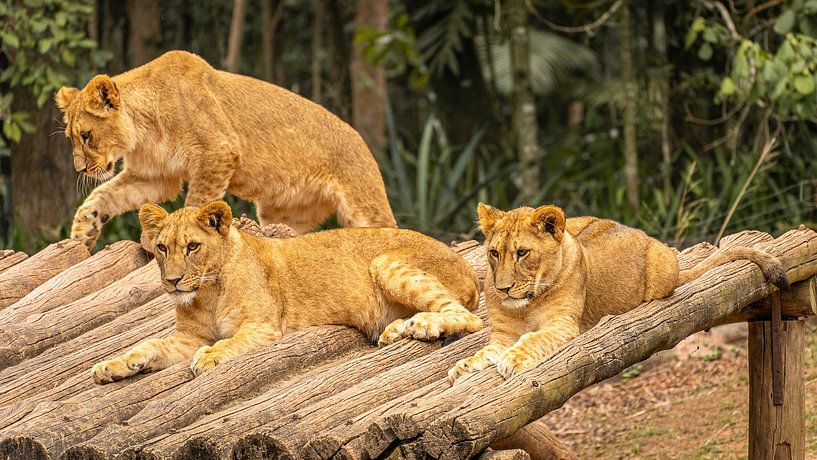 Lion cubs on logs at Sao Paulo zoo by Sonny Vermeer