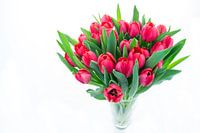 Tulpen