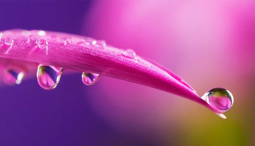 Bloemen met zonsondergang