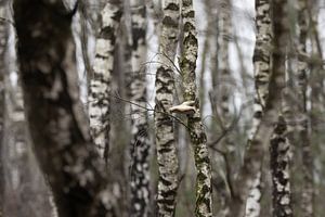 Birkenwald